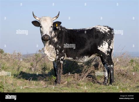  The Nguni Ox: A Symbol of Resilience and Abundance Painted on Ostrich Eggshell!